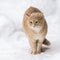 Pets. A red cat in the winter outside in the snowfall sits among the snowdrifts in snowy weather