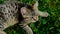 Pets. Scottish straight tabby kitten on green grass. Little kitten