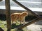 Pets are set in sun around the farmhouse. near door with curtains.