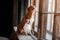 Pets sitting on a window sill at a wooden window, Dogs Jack Russell Terrier and Nova Scotia Duck Tolling Retriever