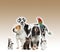 Pets standing in front of brown background