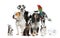 Pets standing in front of white background