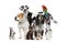 Pets standing in front of white background