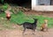 Pets on the village courtyard, on the island of Sri Lanka.
