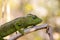 Petter`s Chameleon, Furcifer Petteri is relatively abundant in the coastal areas of northern Madagascar