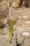 Petter`s Chameleon, Furcifer Petteri is relatively abundant in the coastal areas of northern Madagascar