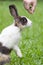 Petting bunny on nose while in the park