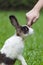 Petting bunny on nose while in the park