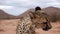 Petting a cheetah in the bush of Namibia, Africa. Close-up.