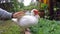 Petting white duck with hand in the garden. GoPro closeup