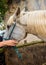 Petting a white lusitano horse over a fence.