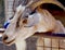 Petting Zoo, Bonnie Springs. Red Rock Conservation Area, Nevada, USA