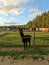 Petting zoo under the clear sky. Alpaca farm and safari attraction park. Lama stands behind the fence