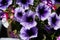 petunia atkinsiana colorful flowers garden bloom flower