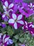 Petunia Atkinsiana Easy Wave Burgundy Star