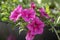 Petunia atkinsiana hybrida grandiflora bright pink purple flowers in bloom, balcony flowering plant, green leaves