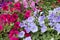 Petunia atkinsiana plants in bloom