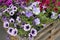 Petunia atkinsiana plants in bloom