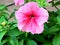 Petunia atkinsiana surfinia flower-2