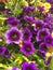 Petunia axillaris, purple petunia