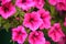 Petunia background. Flowers fmacro on green spaces.