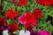 Petunia, background of flowers of petunia in large numbers