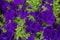 Petunia, background of flowers of petunia in large numbers