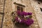 Petunia balcony in Tuscany town