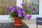 Petunia blooms on the balcony