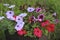 Petunia blooms beautifully in pots in the garden