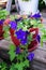 Petunia blue flower with white splashes of variety Starry sky night bloom of early summer in a pot