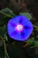 Petunia bright blue