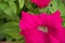 Petunia bright red in the garden close up