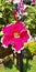 Petunia color full flower blossom plant