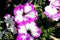Petunia `Constellation Gemini`, hybrid cultivar