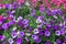 Petunia deep blue-violet are blooming and prolific flowering consistently all summer, Nature photos. Selective focus