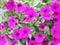 Petunia Easy Wave Bergundy Verlour name Magenta pink flower