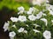 Petunia Easy wave color white flower beautiful on blurred of nature background