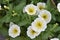 Petunia easy wave single white yellow hybrid flower with sunny golden blooms