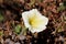 Petunia Easy wave single white yellow hybrid flower surrounded with dried flowers