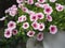 Petunia Easy wave viloet pink color  flower beautiful on blurred of nature background