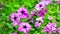 Petunia flawer garden colorful green nature summer