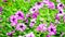 Petunia flawer garden colorful green nature summer