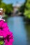 Petunia Flower on a Amsterdam Bridge. Nature dutch. Focus in the foreground.