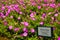 Petunia flower with banner title or label with pink flower - photo indonesia