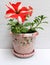 Petunia flower in a beautiful decorative flowerpot