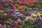 Petunia flower beds