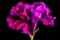 Petunia flower closeup