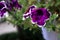 Petunia flower of deep purple color