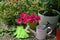 Petunia flower in flowerpot with tools in the garden